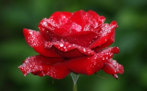 Red Rose Wallpaper HD