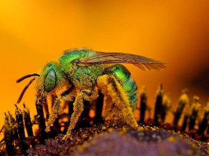 Super Macro Photography Wallpaper HD