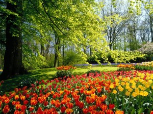 Tulip Flowers Garden Wallpaper HD