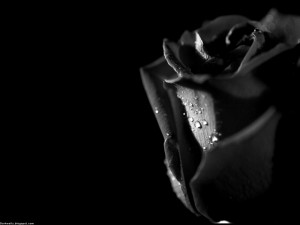 ose Black Wallpaper HD