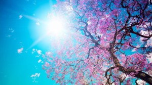 Cool Spring Wallpaper HD