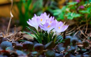 Spring Flower HD wallpaper