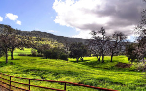 Landscape-Grassland-Wallpaper-HD1
