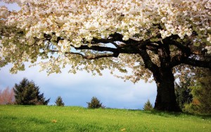 Nature Spring Lanscape