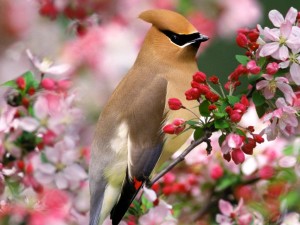 Primavera Background Wallpaper