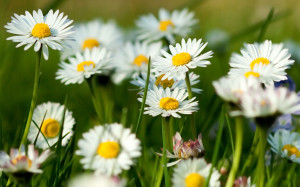 Primavera Flowers Wallpaper