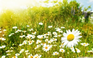 Primavera Picture