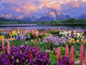 Spring Background HD
