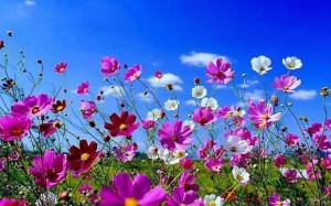 Wonderful Primavera Wallpaper