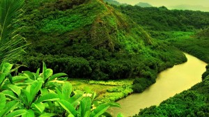 Beautiful Green Foresh HD Wallpaper
