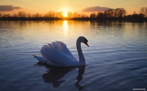 Beautiful Swan Lake Wallpaper