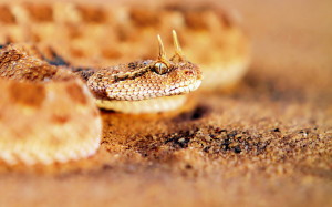 Bush Viper Snake Wallpaper Background