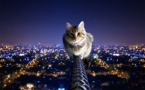 Cat HD Wallpaper 1920x1200 pixel