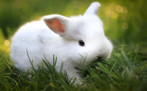 Cute Bunnies Wallpaper HD