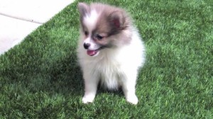 Dogs Pomsky Wallpaper Images