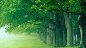 Foresh Green Wallpaper HD