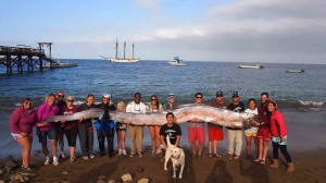 Giant Oarfish Wallpaper
