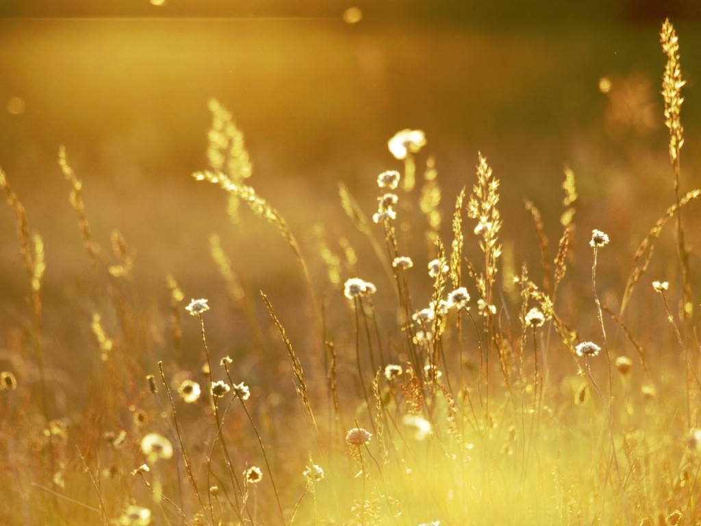 Gold Backgroud Grass Wallpaper
