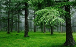 Green Forest Wallpaper Nature