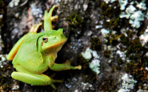 Green Frog Wallpaper HD