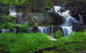 High Quality Foresh Green Wallpaper
