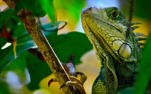 Iguana Reptile Photography Wallpaper