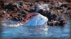 Images Oarfish Wallpaper