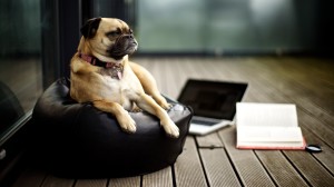 Lazy Dog HD Wallpapers