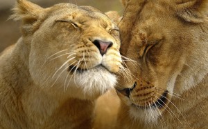 Lion HD Wallpapers