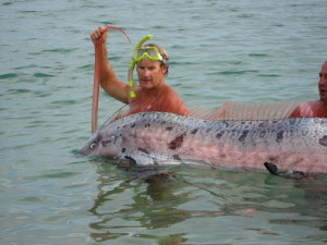 Oarfish
