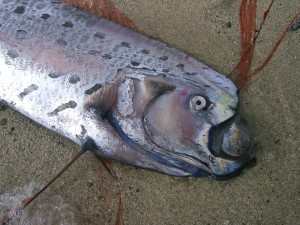 Oarfish Pictires High Resolution
