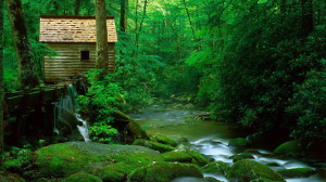 Old House in Green Foresh