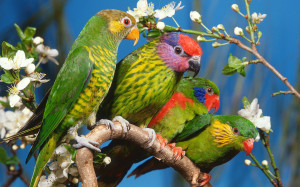 Parrot Birds HD Wallpaper