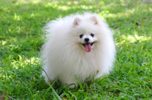 Pomsky Pictures