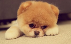 Pomsky Puppies Wallpaper HD