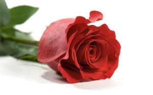Red Rose Flowes Wallpaper HD