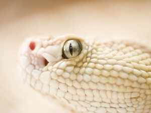 Viper Snake Wallpaper