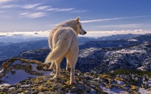 White Wolf HD Wallpaper