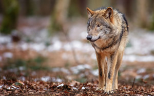 Wild Wolf HD Wallpapers