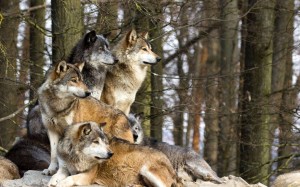 Wolves In Foresh Wallpaper