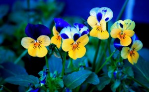 Yellow Flower HD Wallpaper