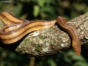 Yellow Rat Snake Wallpaper