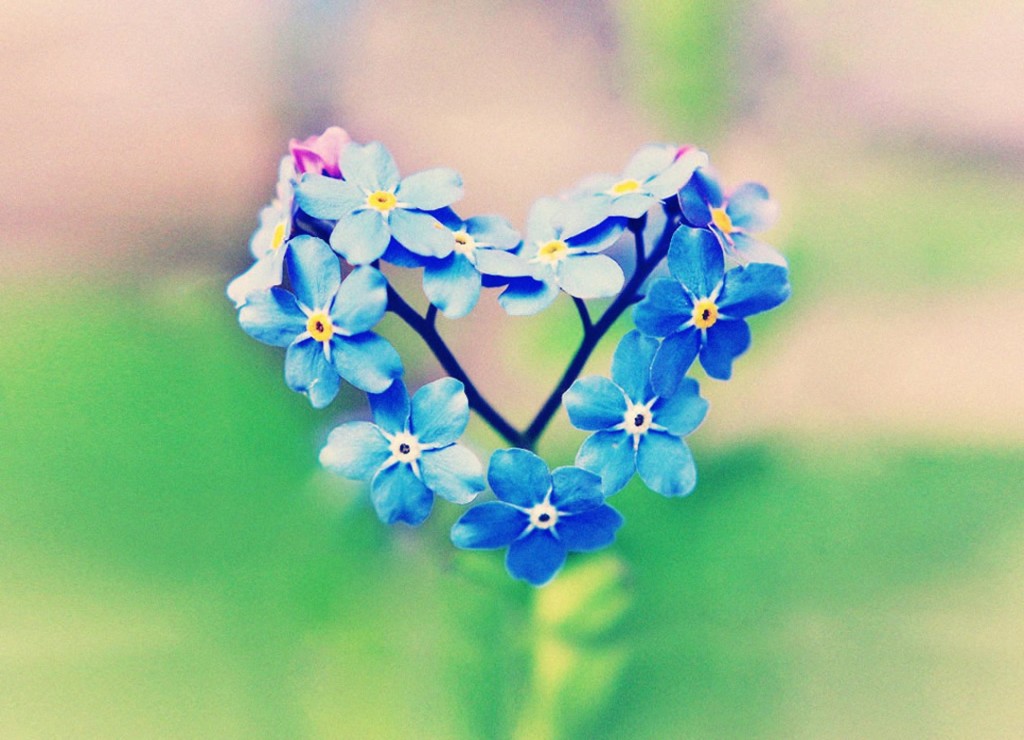 Blue Flowers Love Wallpaper For iphone