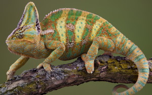 Chameleon Pictures Background Wallpaper