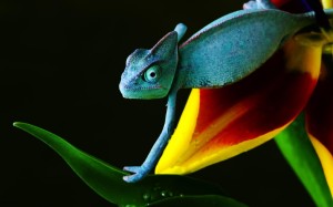 Chameleon Wallpaper Download