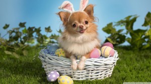 Cute Chihuahua Wallpaper HD