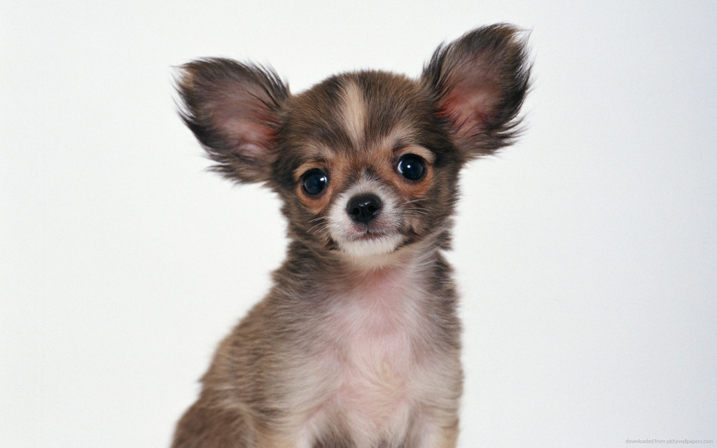 Dog Chihuahua Wallpaper HD 1920x1200
