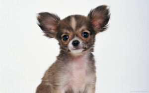 Dog Chihuahua Wallpaper HD 1920x1200