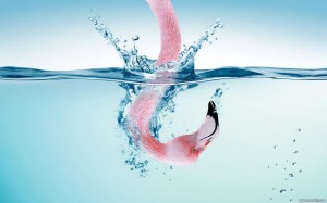 Flamingo Head in Water Wallpaper HD