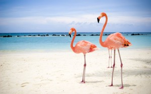 Flamingo Wallpaper